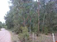 Shaltamas forest