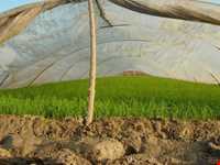 روستای کوتنا