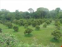 روستای کوتنا