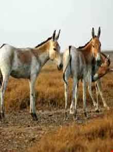 منطقه شکار ممنوع تپال