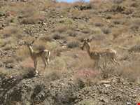 Tepal  forbedden huntin area