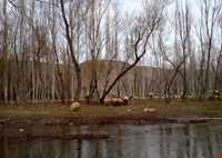 Meshgin shahr Natural Park