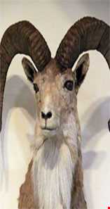 موزه حیات وحش اردبیل