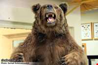 Ardabil wildlife museum