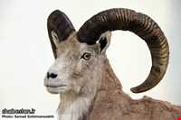 Ardabil wildlife museum