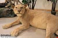Ardabil wildlife museum