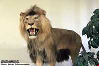 Ardabil wildlife museum