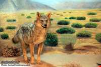 Ardabil wildlife museum