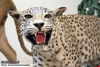 Ardabil wildlife museum