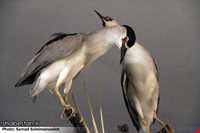 Ardabil wildlife museum