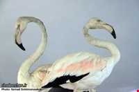 Ardabil wildlife museum