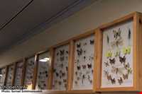 Ardabil wildlife museum