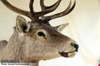 Ardabil wildlife museum