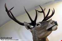 Ardabil wildlife museum