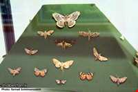 Ardabil wildlife museum