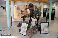 Ardabil wildlife museum