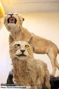 Ardabil wildlife museum