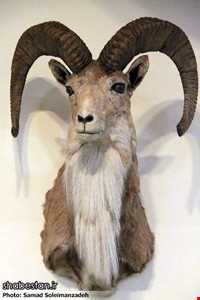 Ardabil wildlife museum