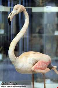 Ardabil wildlife museum