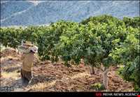 روستای نوایگان داراب