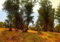 روستای چاهکوتاه