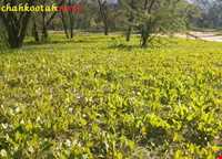 روستای چاهکوتاه
