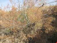 روستای چاهکوتاه