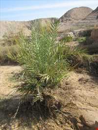 روستای چاهکوتاه