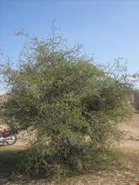 روستای چاهکوتاه