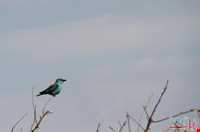 تالاب قره قشلاق