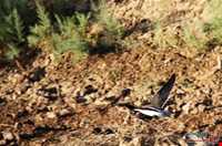 تالاب قره قشلاق