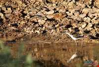 تالاب قره قشلاق