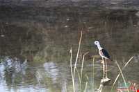 تالاب قره قشلاق