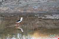 تالاب قره قشلاق