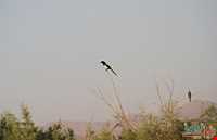 تالاب قره قشلاق