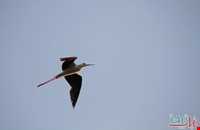 تالاب قره قشلاق