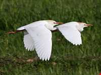 تالاب قره قشلاق