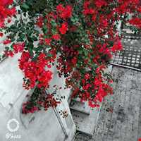 عمارت کازرونی