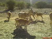 منطقه حفاظت شده پرور