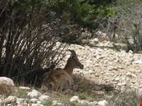 منطقه حفاظت شده پرور