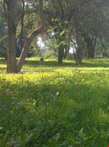 پارک جنگلی چاهکوتاه