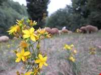 روستای پر کلا
