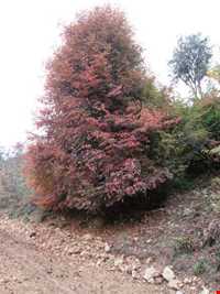 روستای پر کلا