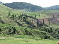 روستای قلعه قافه