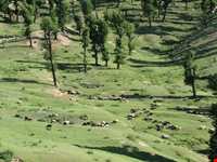 روستای قلعه قافه