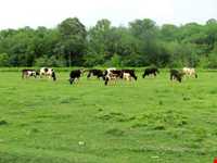 Mobarak abad village