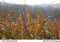 روستای سید ابو صالح