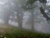 Abr Forests ( Cloud Forest )