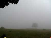 Abr Forests ( Cloud Forest )