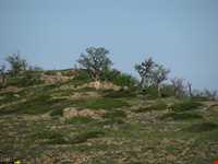 Abr Forests ( Cloud Forest )